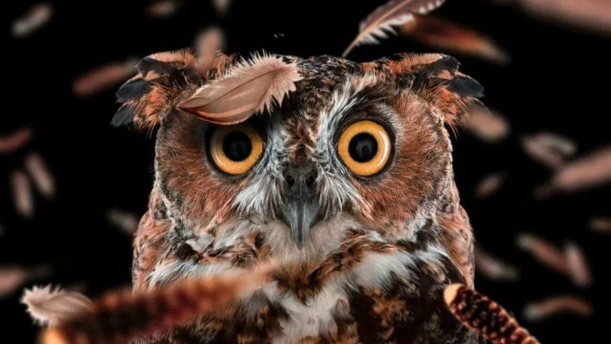 Baykuşlar, Avlarına Yaklaşırken Çıt Sesi Bile Çıkarmamayı Nasıl Başarıyorlar? Bir Özelliği, Onları Tüm Kuşlardan Ayırıyor!