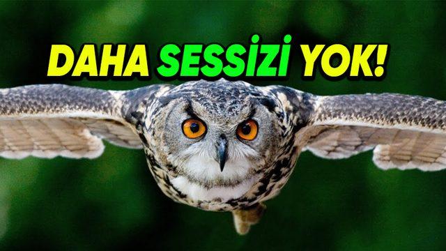 Baykuşlar, Avlarına Yaklaşırken Çıt Sesi Bile Çıkarmamayı Nasıl Başarıyorlar? Bir Özelliği, Onları Tüm Kuşlardan Ayırıyor!