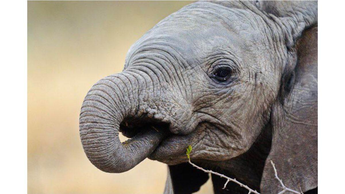 Fillerin Kendi Hortumlarını Emmesinin, İnsanların Parmak Emmesiyle Oldukça Benzer Sebebi