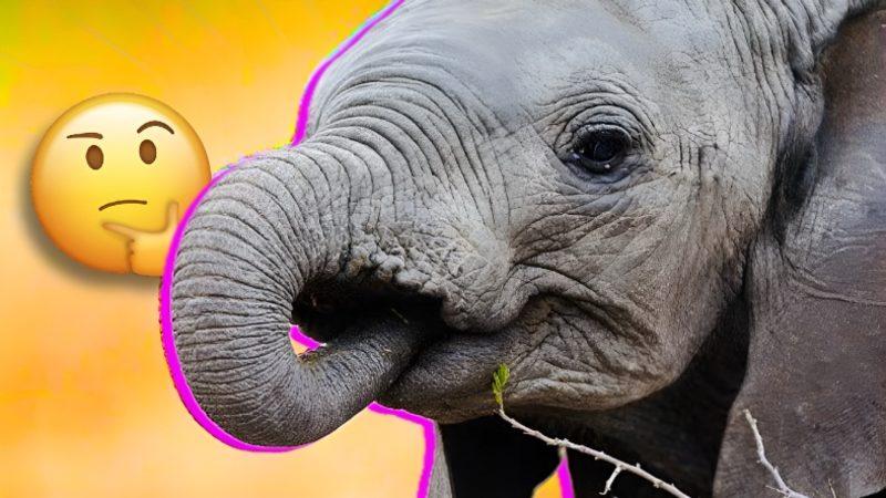 Fillerin Kendi Hortumlarını Emmesinin, İnsanların Parmak Emmesiyle Oldukça Benzer Sebebi