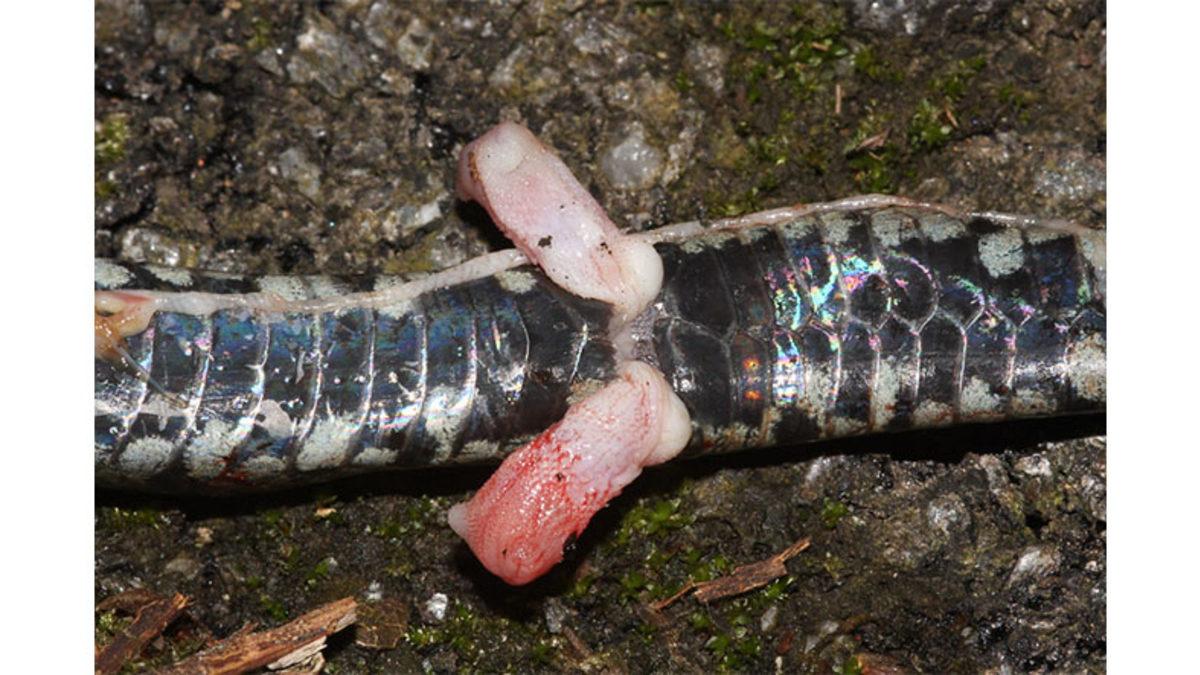 Yılanların İki Tane Penise Sahip Olmalarının 