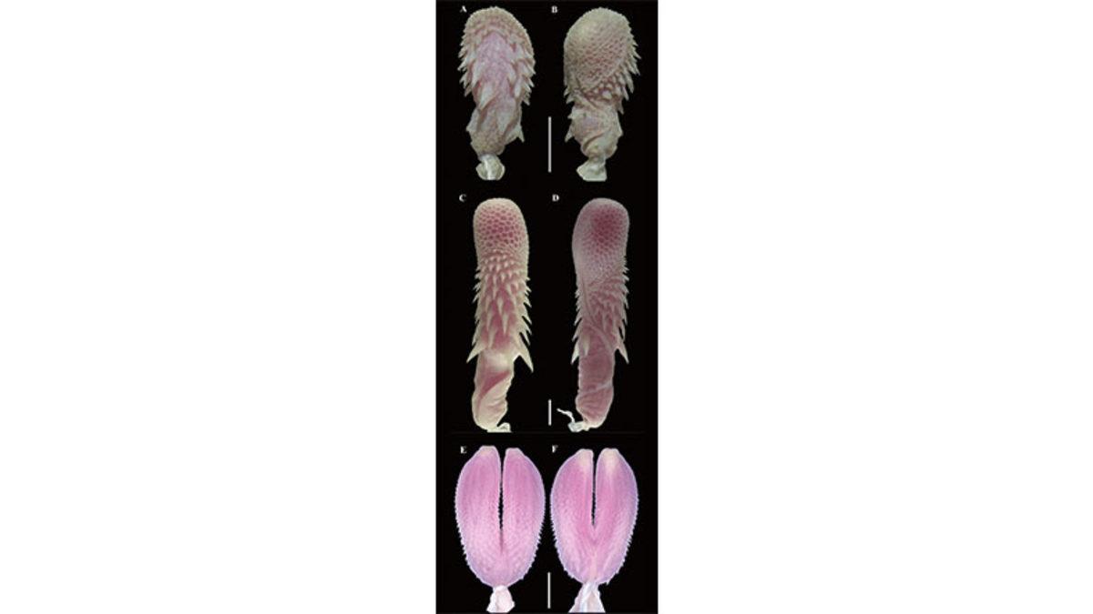 Yılanların İki Tane Penise Sahip Olmalarının 