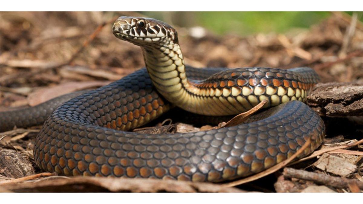 Yılanların İki Tane Penise Sahip Olmalarının 