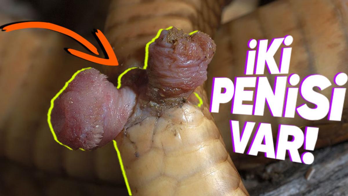 Yılanların İki Tane Penise Sahip Olmalarının "Vay be!" Dedirten Sebepleri