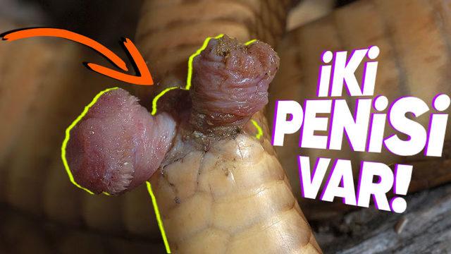 Yılanların İki Tane Penise Sahip Olmalarının "Vay be!" Dedirten Sebepleri
