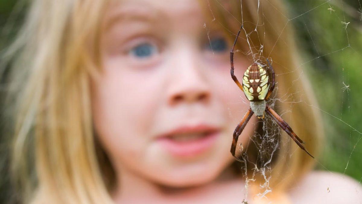 Küçücük Olmalarına ve Bize Zarar Vermemelerine Rağmen Neden Örümceklerden Bu Kadar Korkuyoruz? Cevap, Çok Eskilerde Saklı!