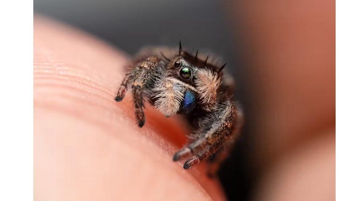 Küçücük Olmalarına ve Bize Zarar Vermemelerine Rağmen Neden Örümceklerden Bu Kadar Korkuyoruz? Cevap, Çok Eskilerde Saklı!