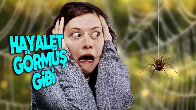 Küçücük Olmalarına ve Bize Zarar Vermemelerine Rağmen Neden Örümceklerden Bu Kadar Korkuyoruz? Cevap, Çok Eskilerde Saklı!
