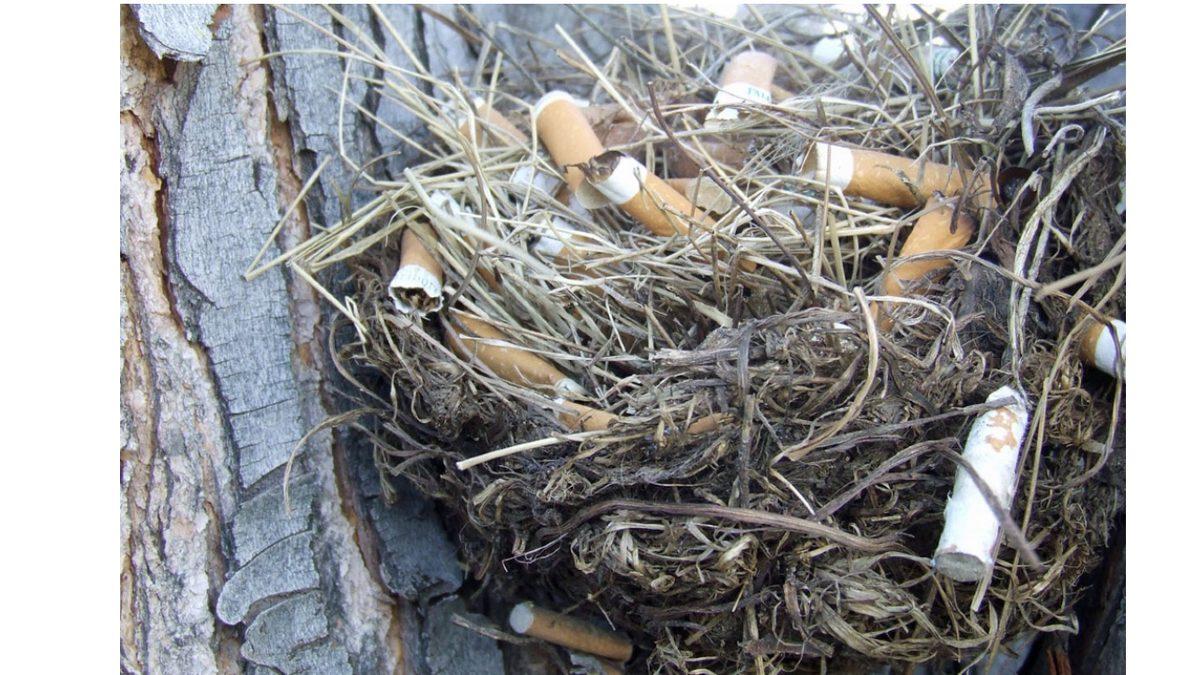 Kuşlar Neden Tiryaki Gibi Yuvalarına İzmarit Taşıyor? Hayır, Yuvalarını İnşa Etmek İçin Değil!