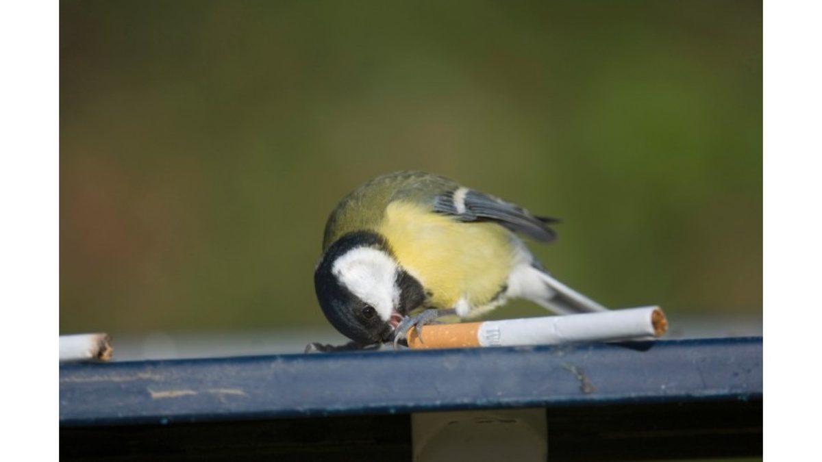 Kuşlar Neden Tiryaki Gibi Yuvalarına İzmarit Taşıyor? Hayır, Yuvalarını İnşa Etmek İçin Değil!