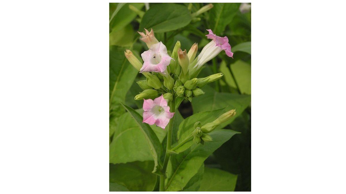 Kuşlar Neden Tiryaki Gibi Yuvalarına İzmarit Taşıyor? Hayır, Yuvalarını İnşa Etmek İçin Değil!