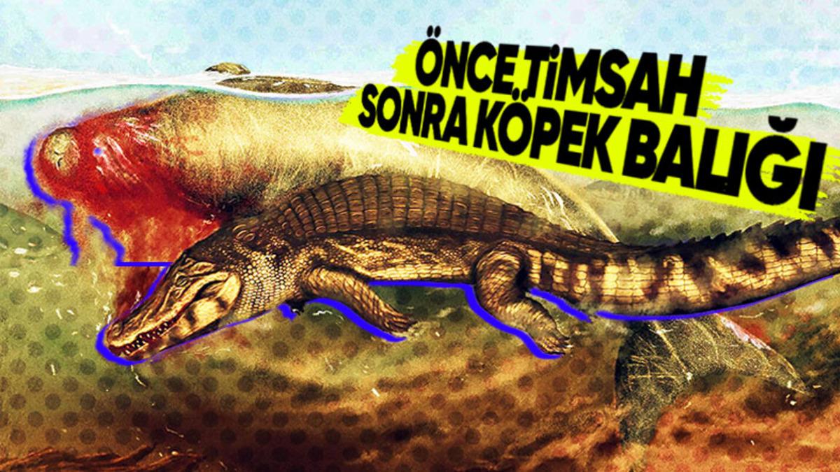 Antik Besin Zincirinin Gizemi Çözüldü: 20 Milyon Yıllık Deniz İneği Fosili, İki Farklı Avcıya Nasıl Yem Oldu?