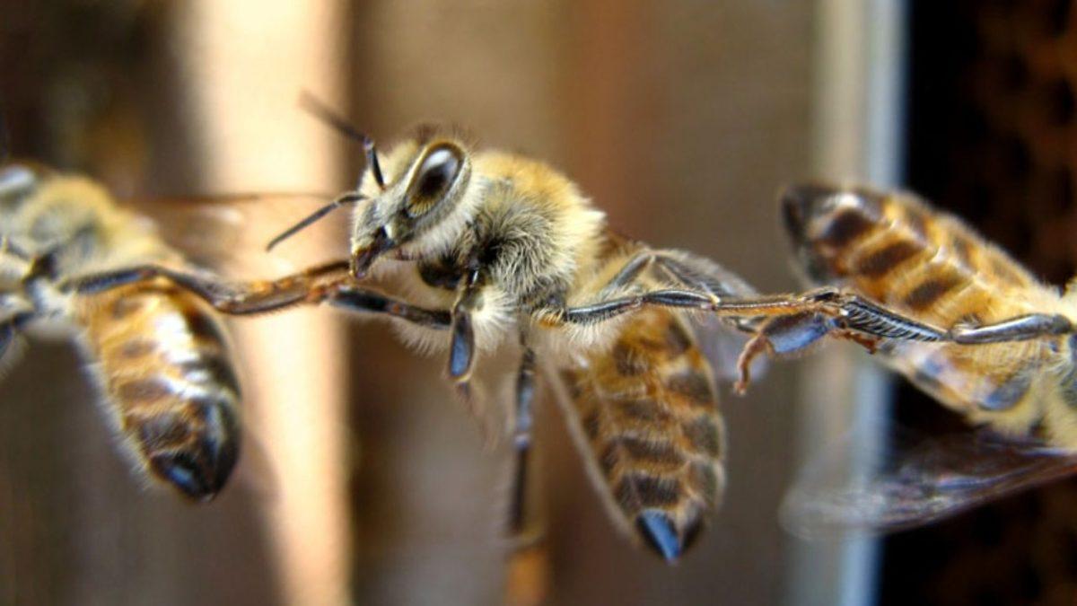 Hayvanlar, Liderlerini Nasıl Seçiyor? İşte Birbirinden Enteresan Yöntemleri