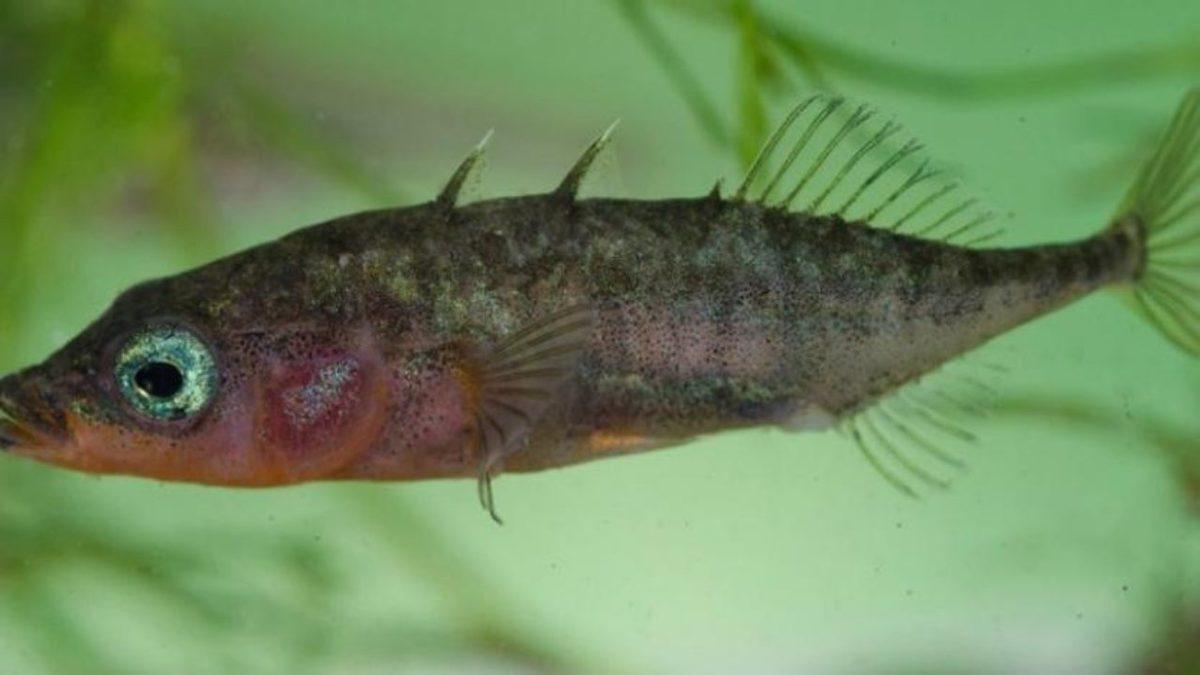 Hayvanlar, Liderlerini Nasıl Seçiyor? İşte Birbirinden Enteresan Yöntemleri