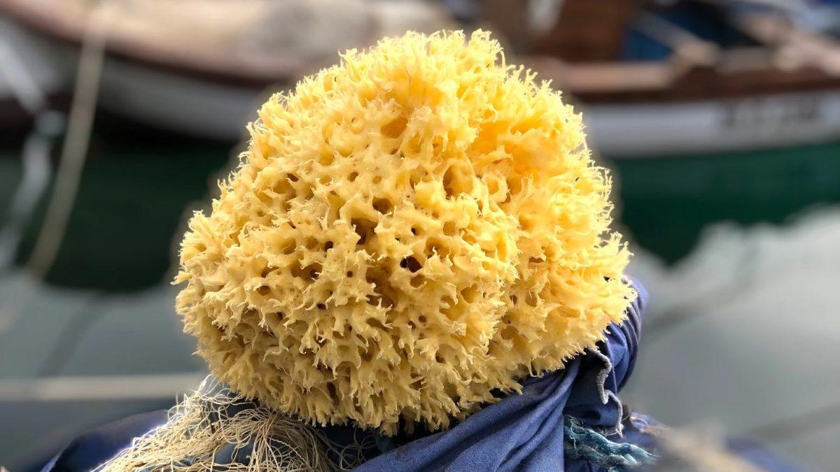 Dünyanın En Yaşlı 7 Hayvanı İle Tanışın! (Biri Guinness Dünya Rekoru’nu Elinde Tutuyor)