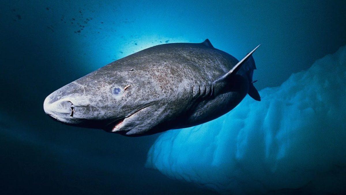 Dünyanın En Yaşlı 7 Hayvanı İle Tanışın! (Biri Guinness Dünya Rekoru’nu Elinde Tutuyor)