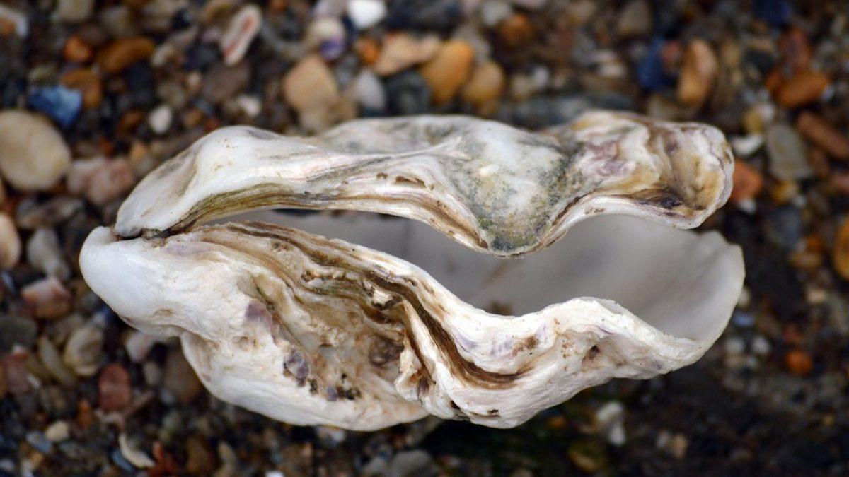 Dünyanın En Yaşlı 7 Hayvanı İle Tanışın! (Biri Guinness Dünya Rekoru’nu Elinde Tutuyor)