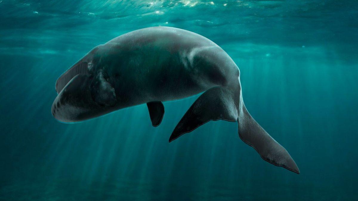 Dünyanın En Yaşlı 7 Hayvanı İle Tanışın! (Biri Guinness Dünya Rekoru’nu Elinde Tutuyor)