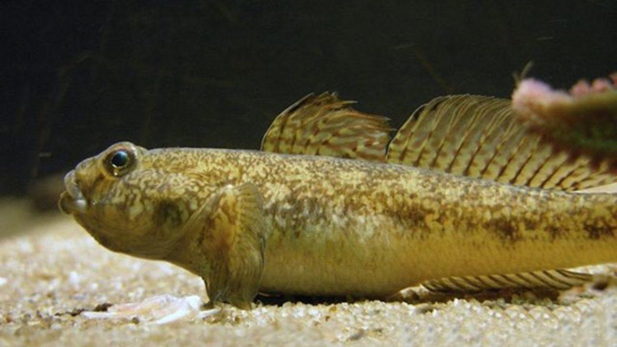 Dünyanın En Yaşlı 7 Hayvanı İle Tanışın! (Biri Guinness Dünya Rekoru’nu Elinde Tutuyor)