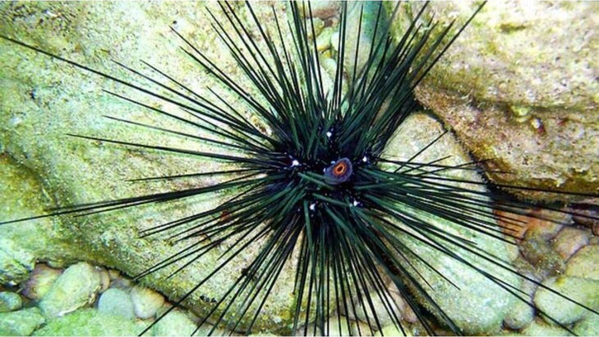 Dünyanın En Yaşlı 7 Hayvanı İle Tanışın! (Biri Guinness Dünya Rekoru’nu Elinde Tutuyor)