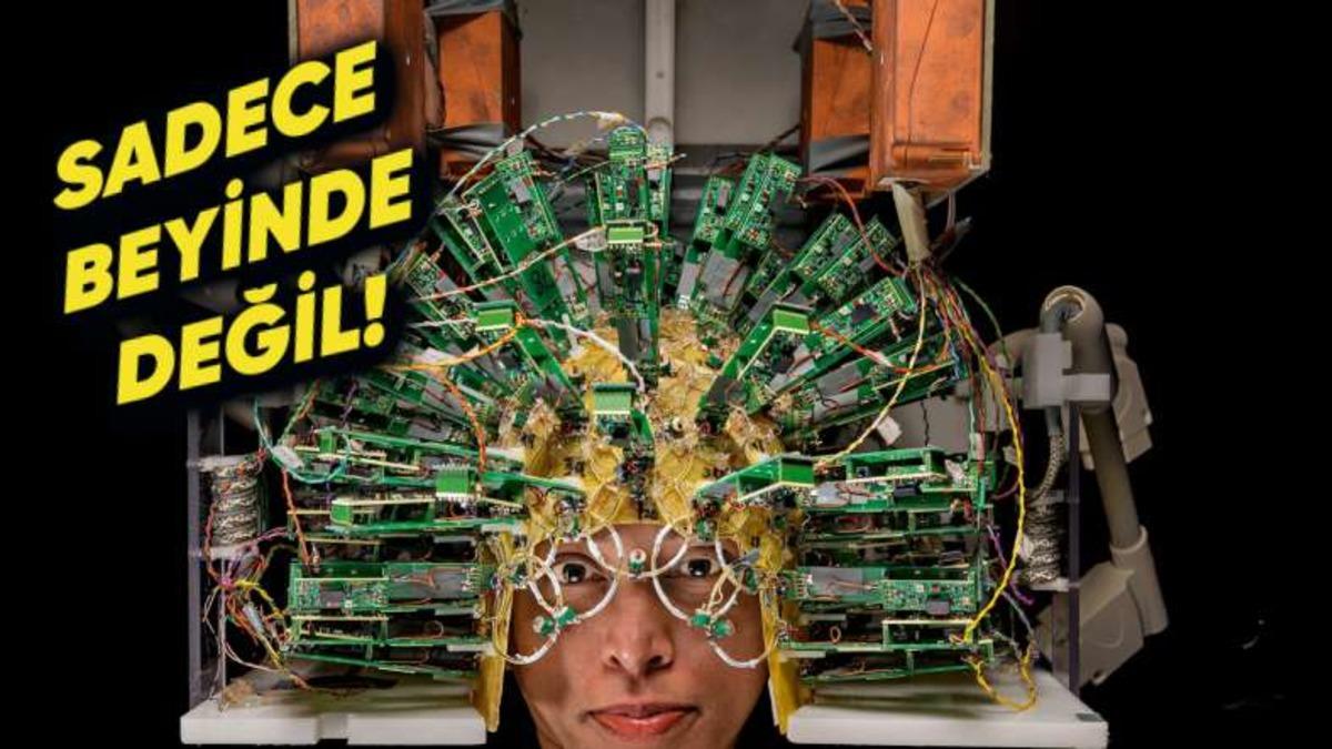 Yapılan Yeni Bir Araştırmada Vücuttaki Hücrelerde Bellek İzleri Ortaya Çıktı!