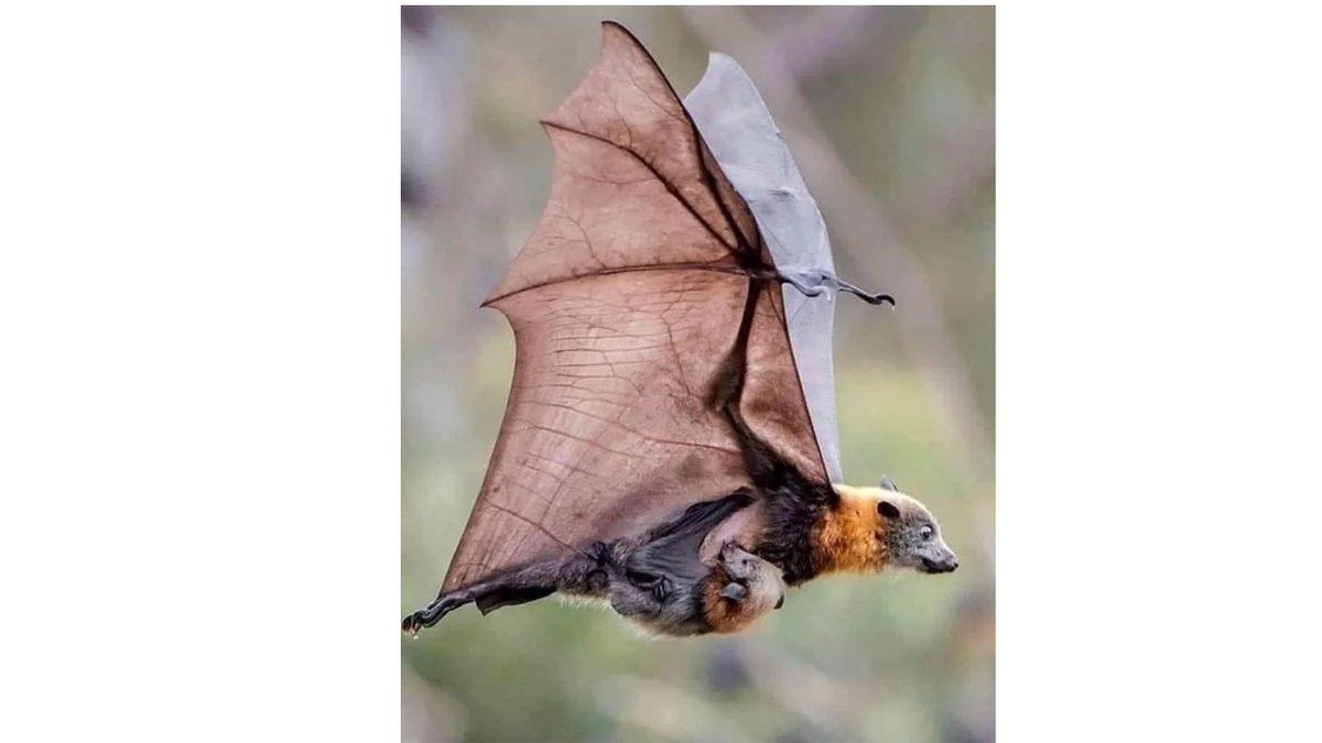 Fizik Kurallarına Aykırı: Yarasalar Nasıl Oluyor da Baş Aşağı Doğuruyor?