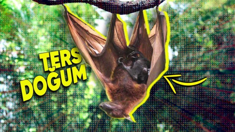 Fizik Kurallarına Aykırı: Yarasalar Nasıl Oluyor da Baş Aşağı Doğuruyor?