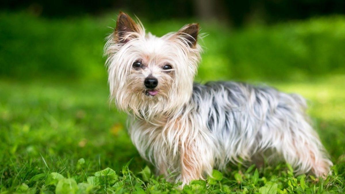 Sevimli Oldukları Kadar İnatçılıklarıyla da Dikkati Çeken Dünyanın En Küçük 5 Köpek Irkı