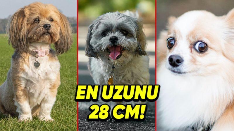 Sevimli Oldukları Kadar İnatçılıklarıyla da Dikkati Çeken Dünyanın En Küçük 5 Köpek Irkı