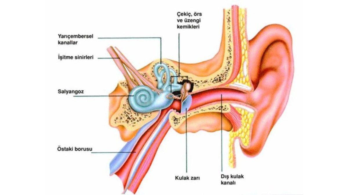 Bilmenizde Fayda Var: İnsan Vücudundaki En Büyük ve En Küçük Kemikler Hangileridir?