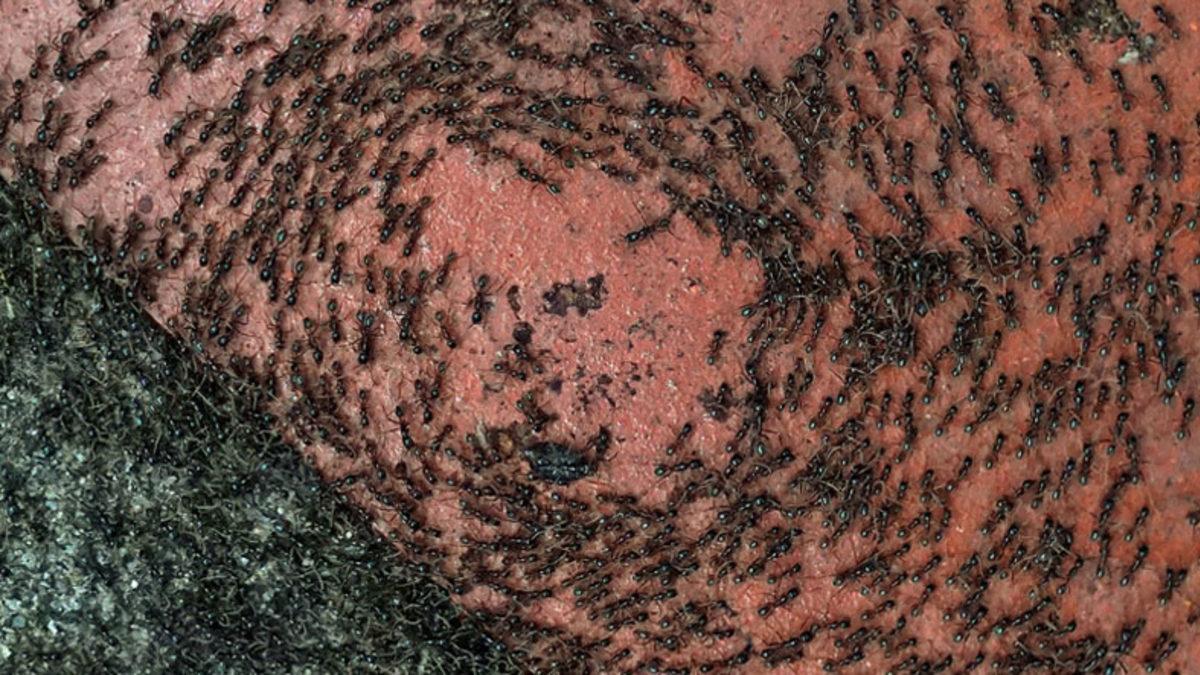 Karıncaların Daire Şeklinde Birbirlerini Takip Etmesi Neden Onların Başına Gelebilecek En Kötü Şey? (Doğanın Acımasız Bir Paradoksu!)