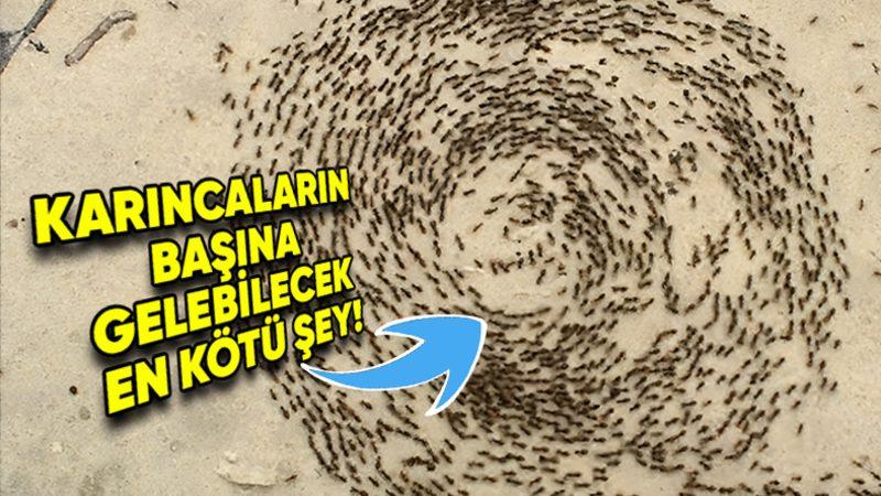 Karıncaların Daire Şeklinde Birbirlerini Takip Etmesi Neden Onların Başına Gelebilecek En Kötü Şey? (Doğanın Acımasız Bir Paradoksu!)