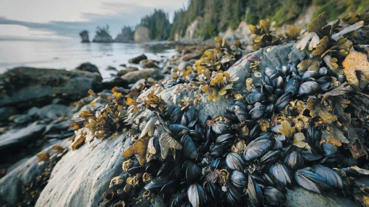 Yapılan Bir Araştırmada Deniz Ürünlerinde Hafıza Kaybına Yol Açan Toksinler Ortaya Çıktı