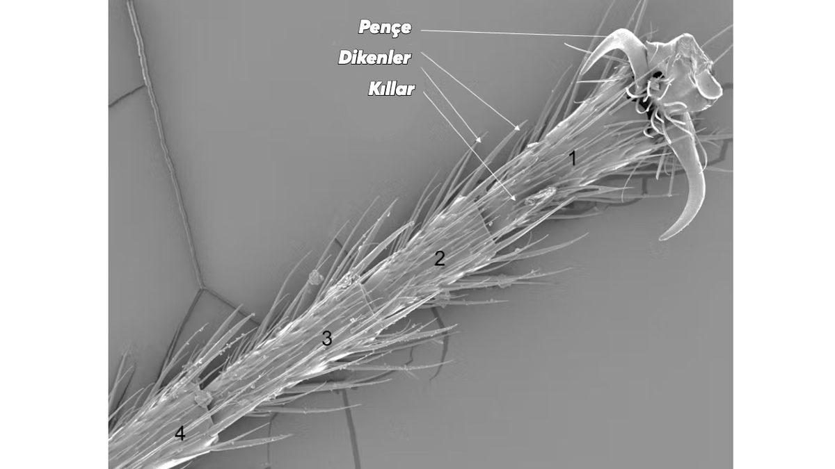 Karıncalar Nasıl Oluyor da Yer Çekimine Meydan Okurcasına Her Yere Tırmanabiliyor?