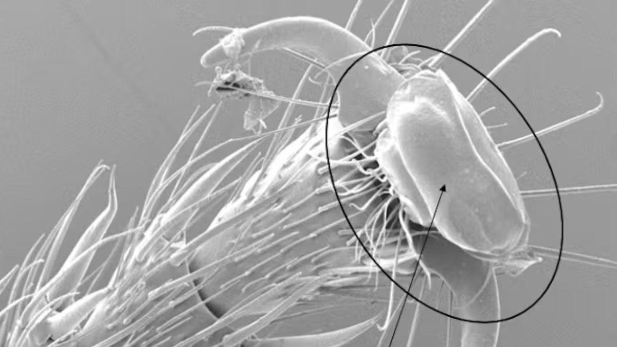 Karıncalar Nasıl Oluyor da Yer Çekimine Meydan Okurcasına Her Yere Tırmanabiliyor?