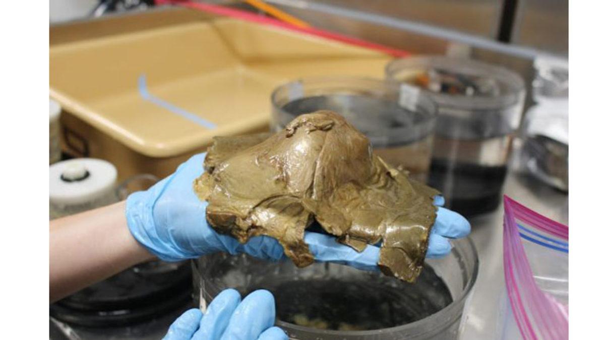 Okyanusun Dibinde Bulunan Bu Altın Renginde Küreye Benzeyen Gizemli Nesne de Neyin Nesi?