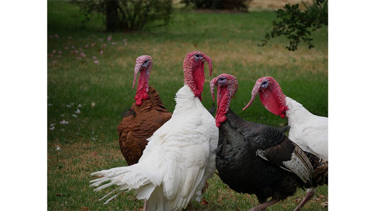 Hindilerin Boynundan Sarkan Bu Kırmızı ve Yumuşak Deri Parçası da Neyin Nesi?