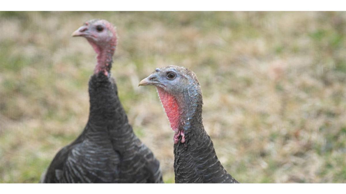 Hindilerin Boynundan Sarkan Bu Kırmızı ve Yumuşak Deri Parçası da Neyin Nesi?