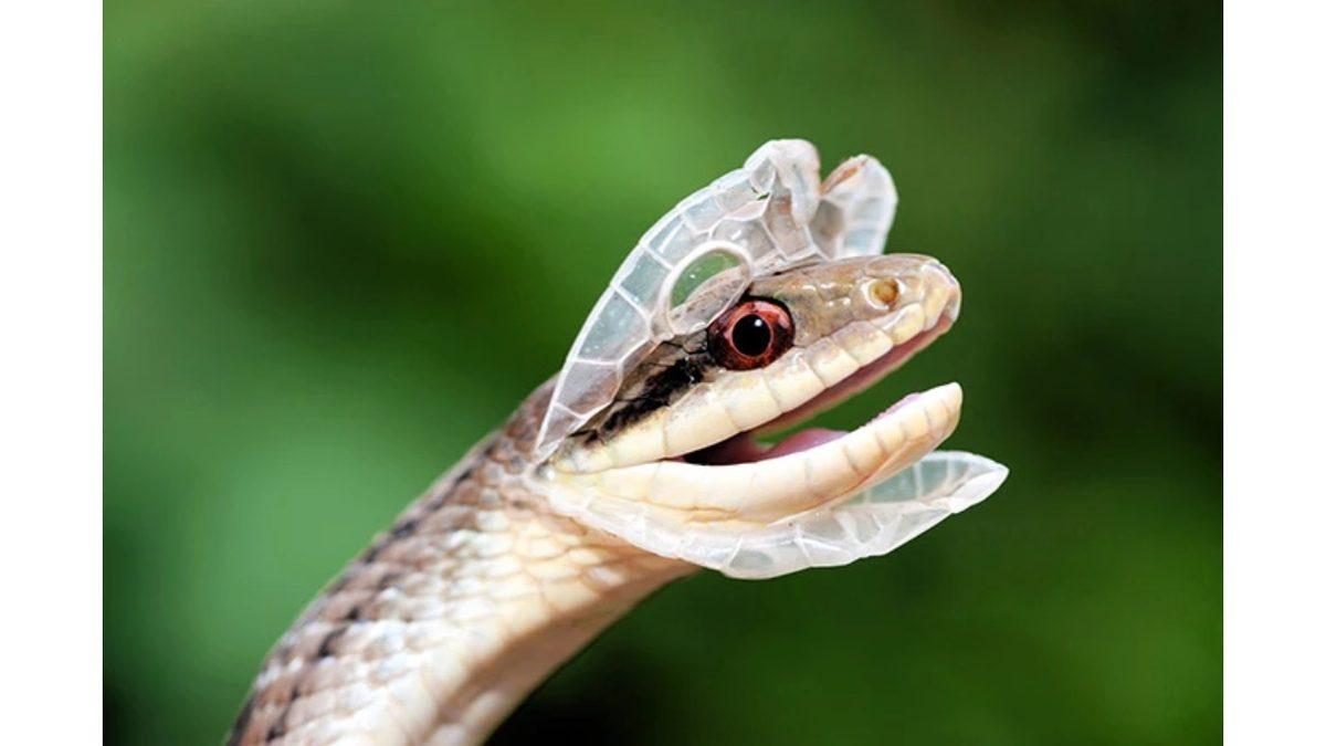 Yılanların Deri Değiştirmesinin Ardındaki, Birçoğumuzun İlk Kez Duyacağı Sebep