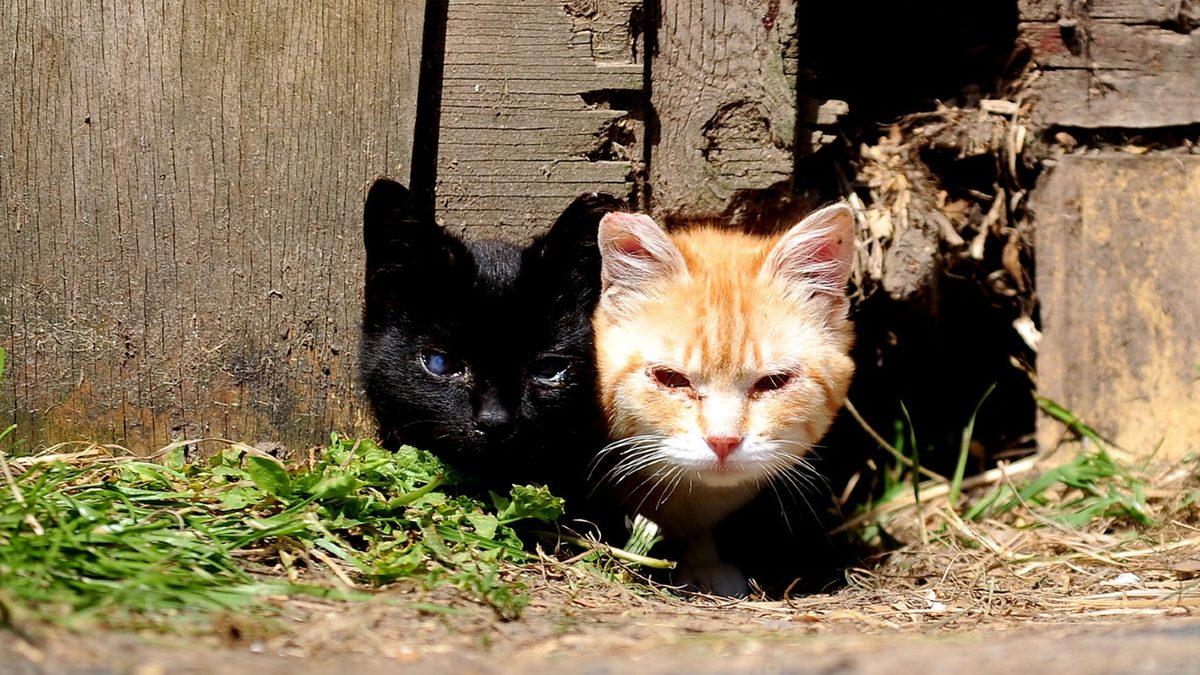 Bu İçeriği Okuduktan Sonra Kedinizi Sokağa Çıkarmaya Tövbe Edeceksiniz