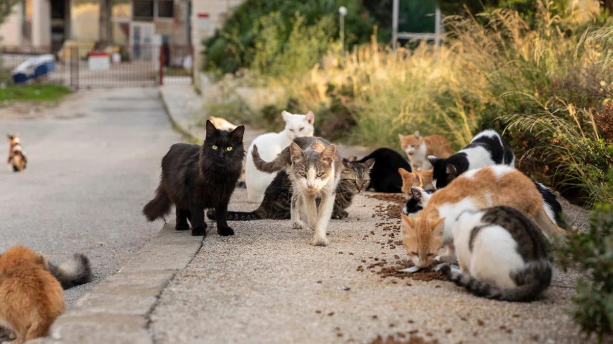 Bu İçeriği Okuduktan Sonra Kedinizi Sokağa Çıkarmaya Tövbe Edeceksiniz