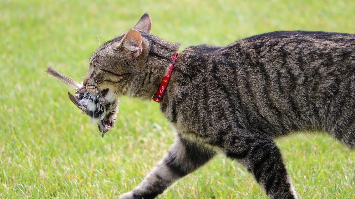 Bu İçeriği Okuduktan Sonra Kedinizi Sokağa Çıkarmaya Tövbe Edeceksiniz