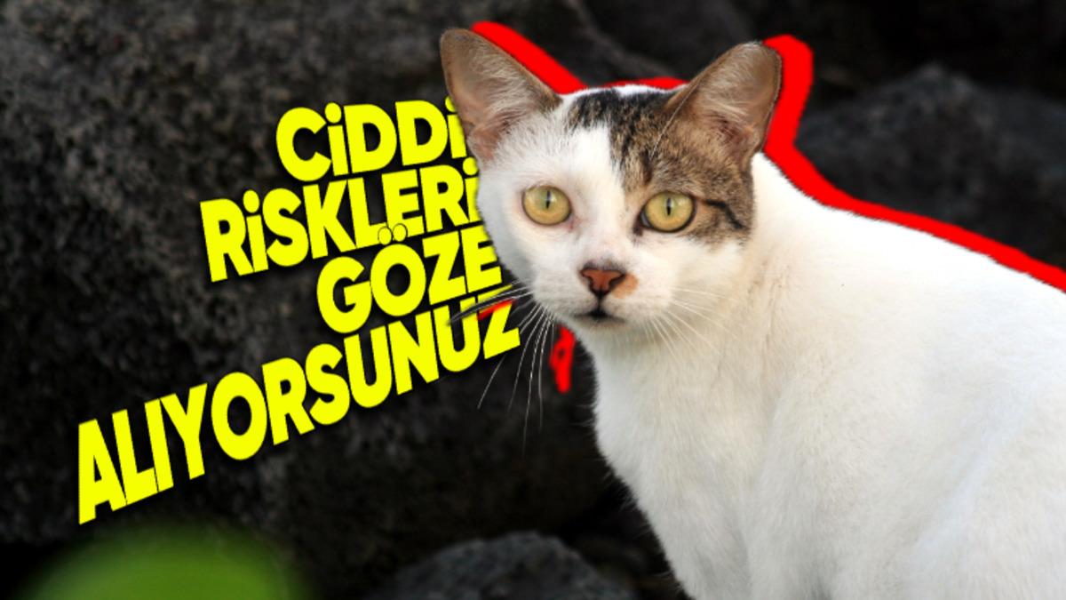 Bu İçeriği Okuduktan Sonra Kedinizi Sokağa Çıkarmaya Tövbe Edeceksiniz