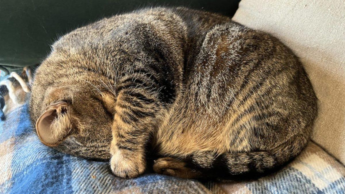 Kediler Uyurken Neden Yüzlerini Örtmek İsterler? (Sevimlilik Olsun Diye Değil!)