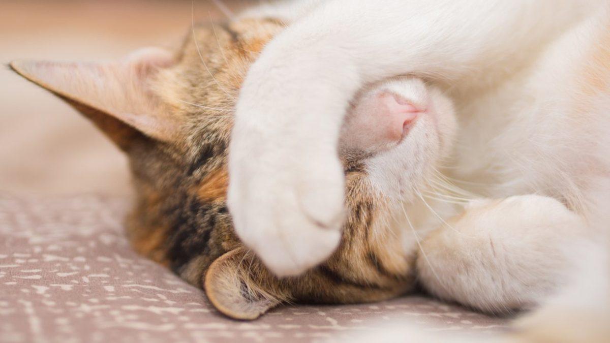 Kediler Uyurken Neden Yüzlerini Örtmek İsterler? (Sevimlilik Olsun Diye Değil!)