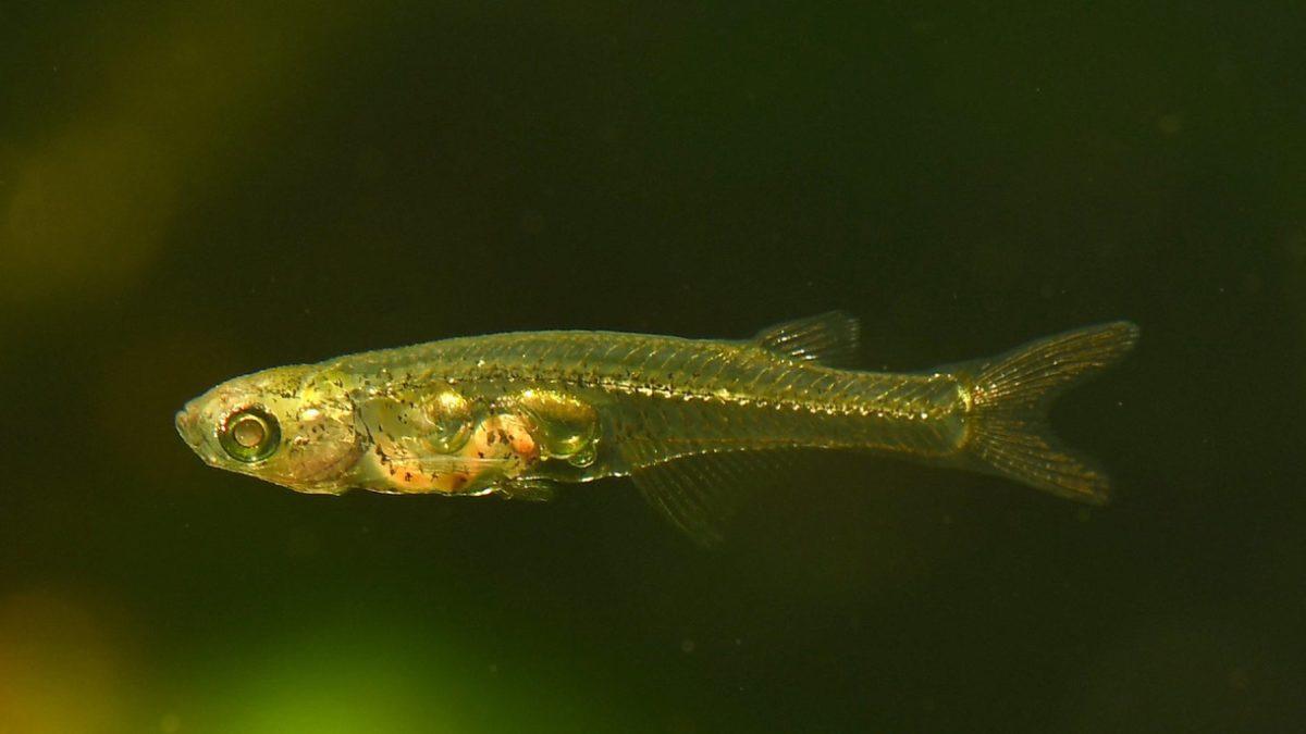Havalanan Bir Uçak Kadar Ses Çıkaran, Tırnak Boyutundaki Balık: Danionella Cerebrum