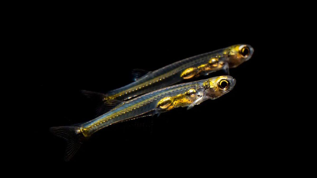 Havalanan Bir Uçak Kadar Ses Çıkaran, Tırnak Boyutundaki Balık: Danionella Cerebrum