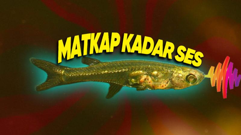 Havalanan Bir Uçak Kadar Ses Çıkaran, Tırnak Boyutundaki Balık: Danionella Cerebrum