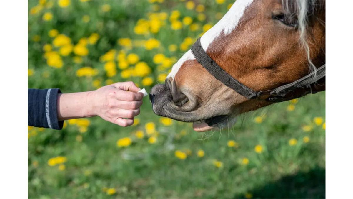 Atlar Neden Şekeri Bu Kadar Çok Seviyor? Onlarınki İstek Değil İhtiyaç!