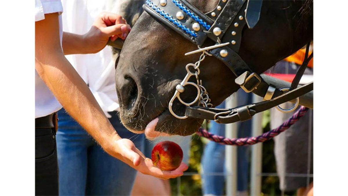 Atlar Neden Şekeri Bu Kadar Çok Seviyor? Onlarınki İstek Değil İhtiyaç!